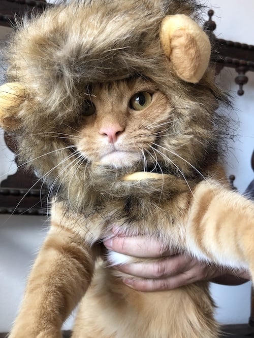 cat wearing Velcro lion mane