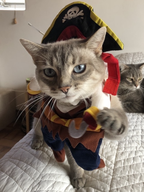 kitty as pirate
