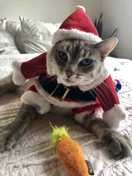 cat in Santa get-up