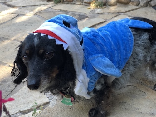 dog wearing shark outfit