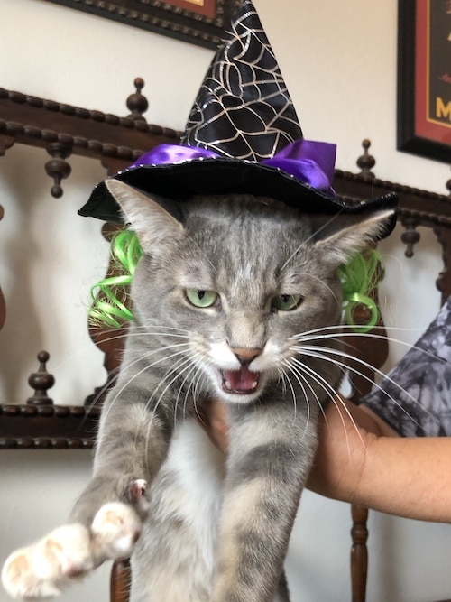 cat wearing witch hat