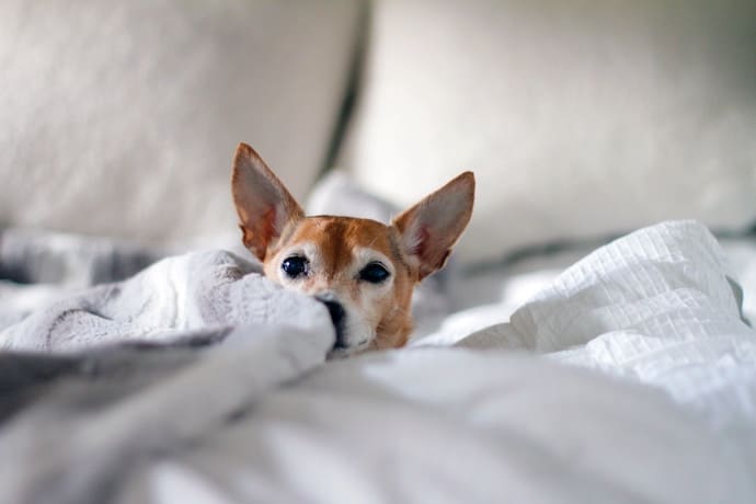 Chihuahua blottit dans les couvertures adore la vie d'appartement