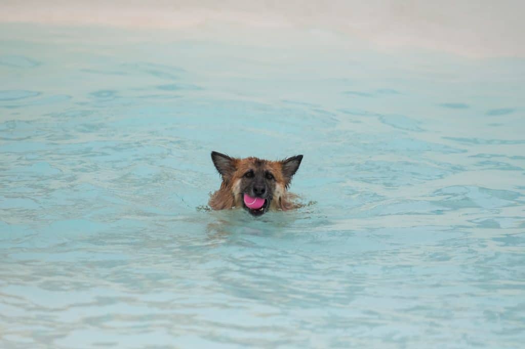 shepherd dog swimming in a pool with a pink ball in his mouth