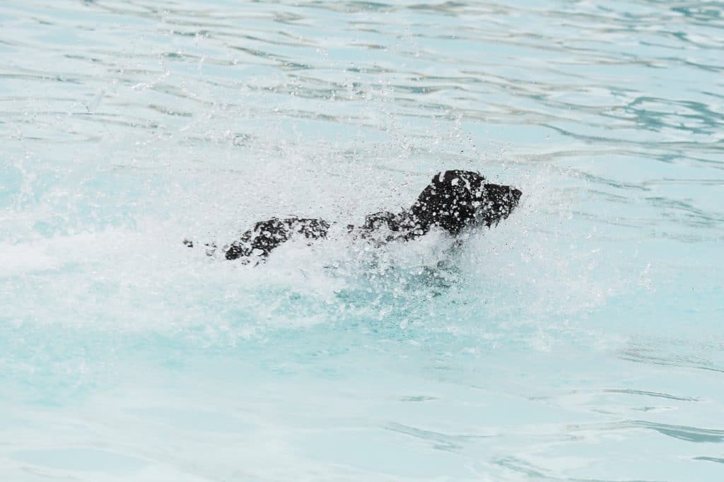black dog swimming in a pool