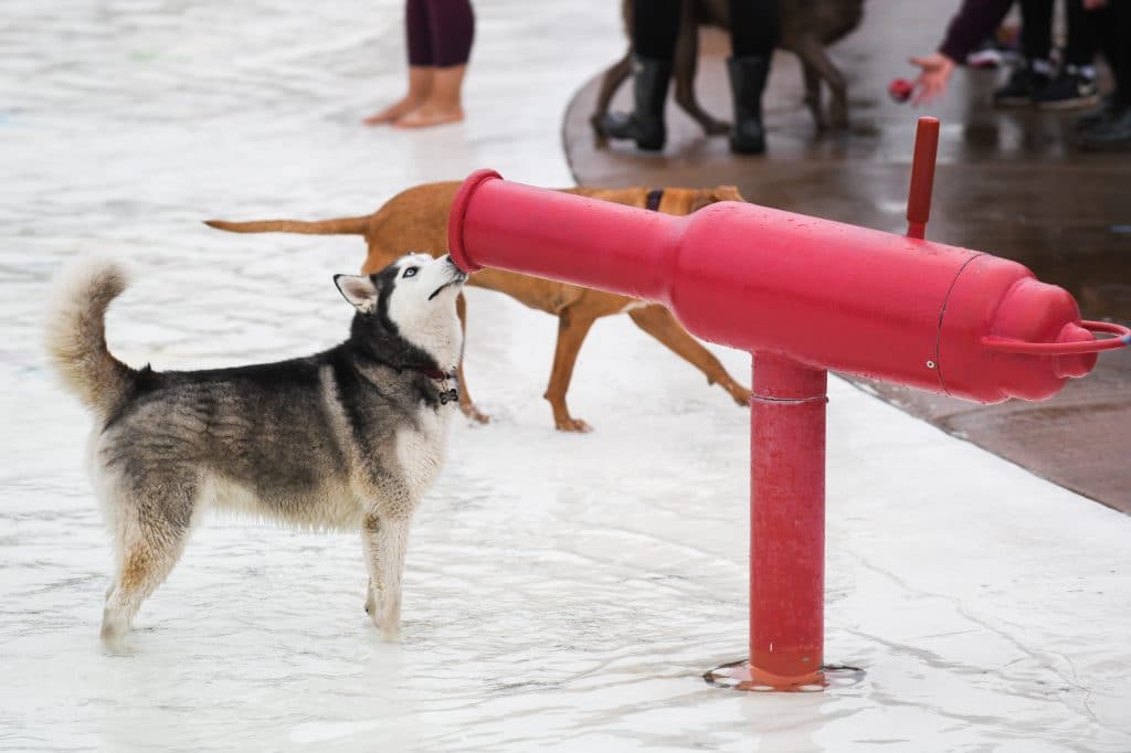 husky swimming in a pool at a water park