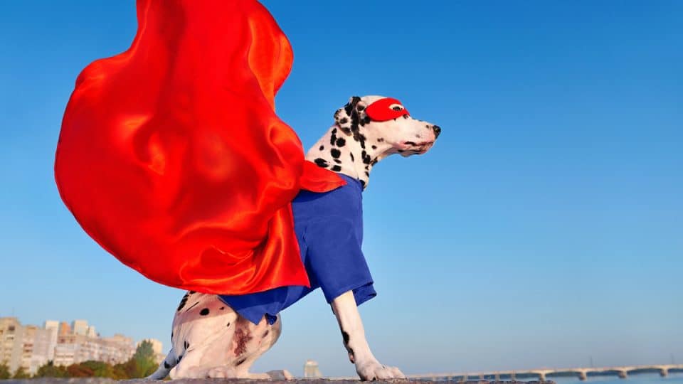 Dalmatian sitting outside wearing blue superhero shirt, billowing red cape, and red eye mask