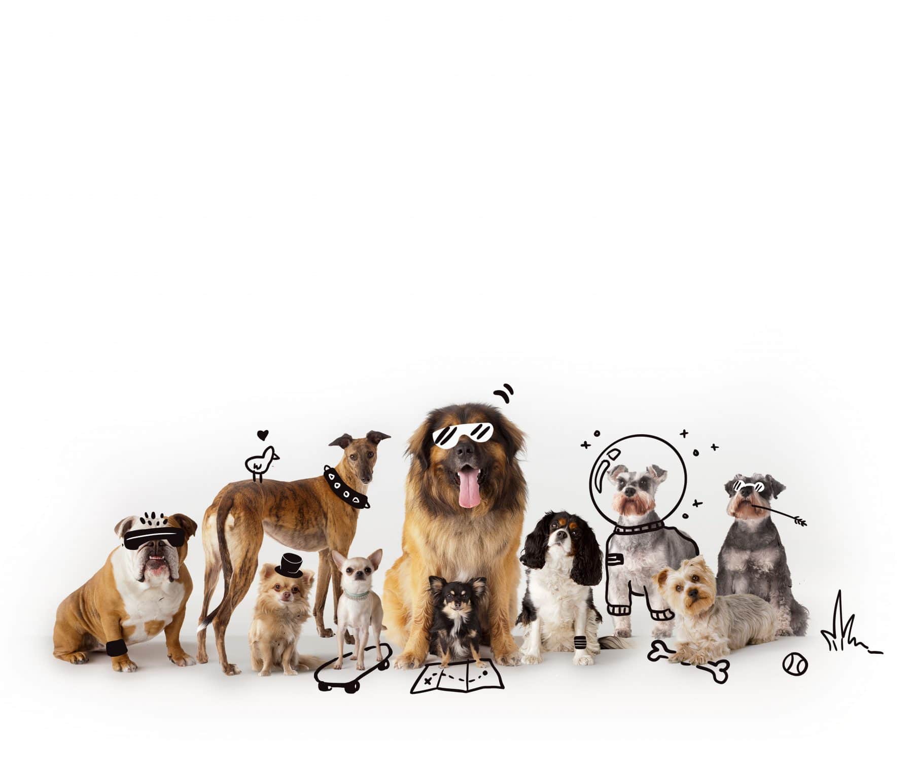 Dog Breed Selector | The Dog People by 