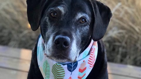 Dog wearing bandana