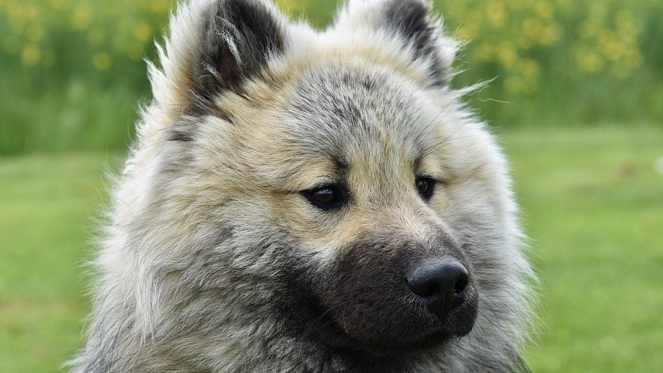 big fluffy wolf dog