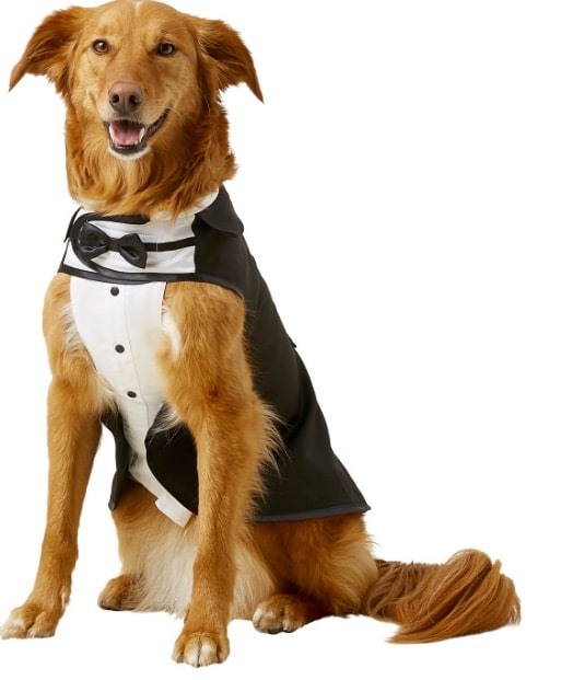 Tuxedo costume for dogs