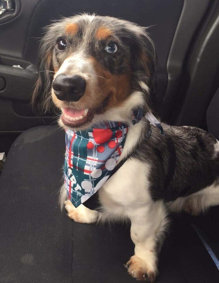 hunter dog harness size guide