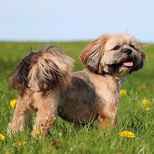 Lhasa Apso in field with flowers