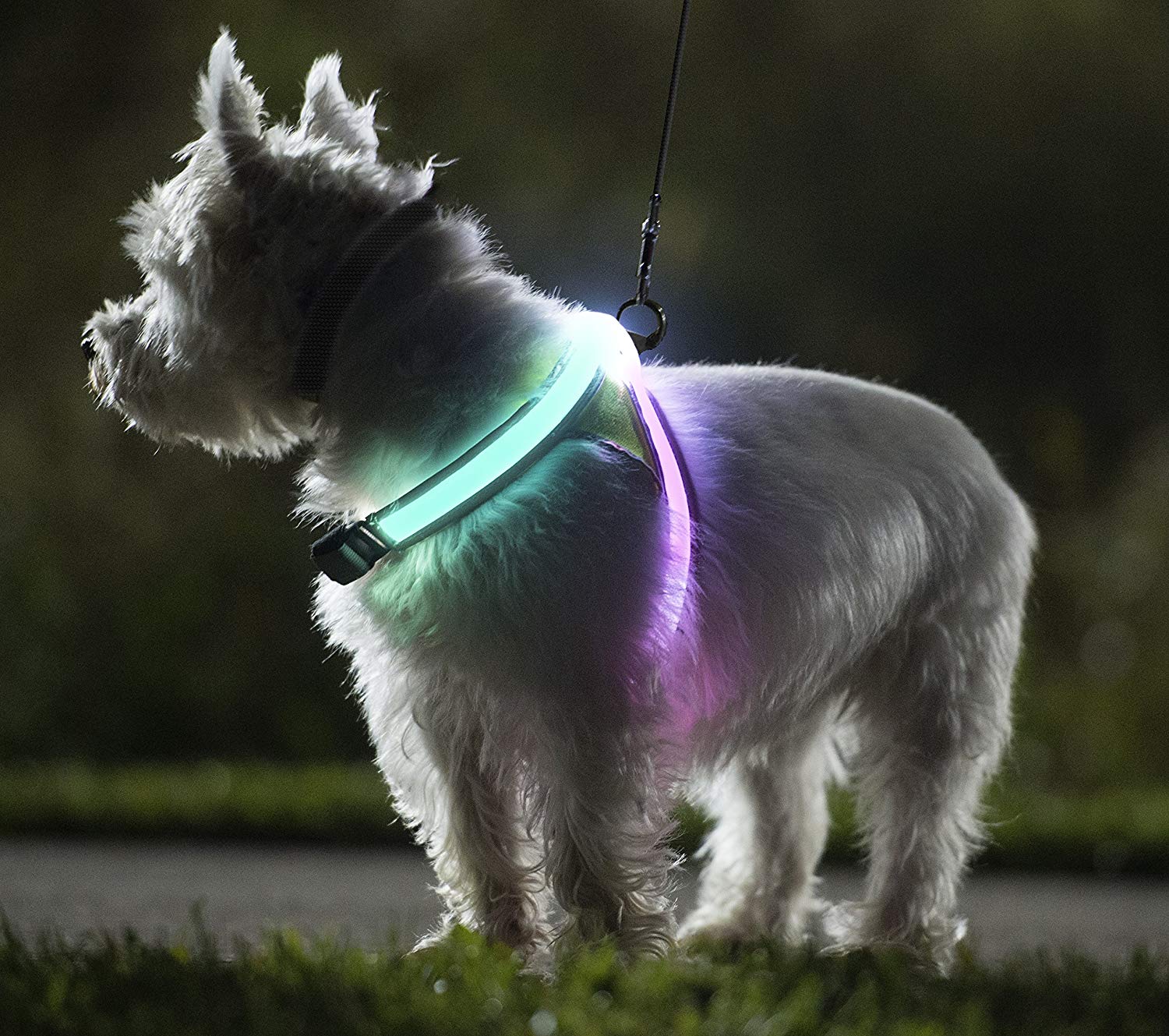 harnais pour chien visible la nuit