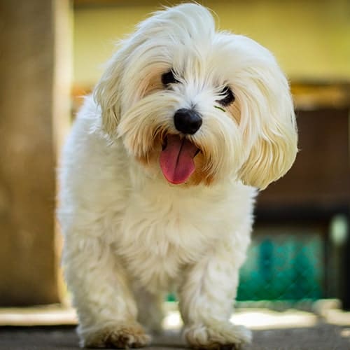 All You Need to Know About Maltese Dog Breed  