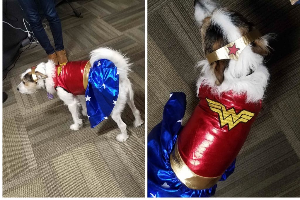 Rover dog wearing Wonder Woman costume