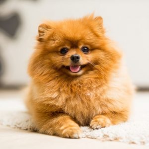 A fluffy brown pomeranian