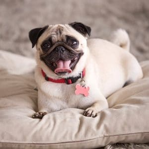 Pug