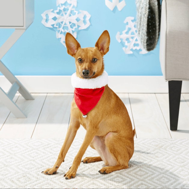 Dog wearing Santa hat bandana