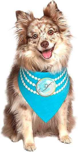 Dog wearing a bandana with pearls