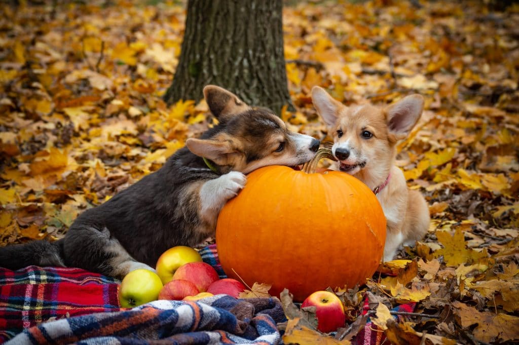 how much canned pumpkin to give a dog with diarrhea
