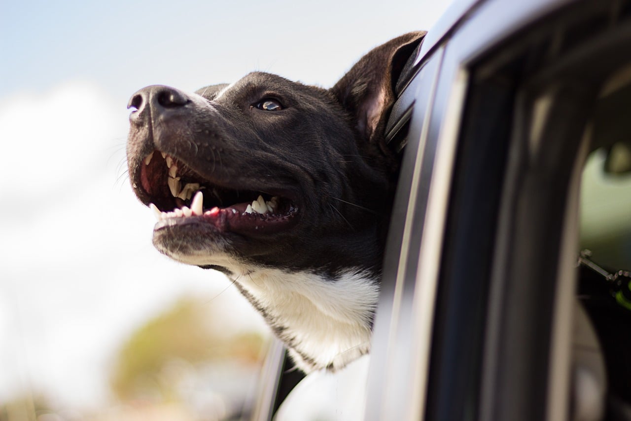 A smiling dog sticking its head out of a car window.