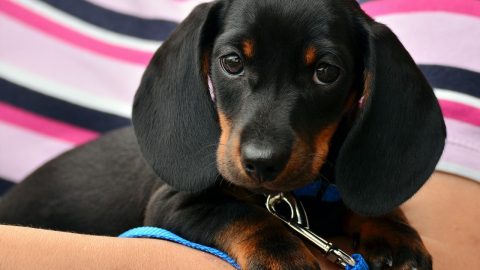 Closeup of a person carrying a Dachshund puppy.