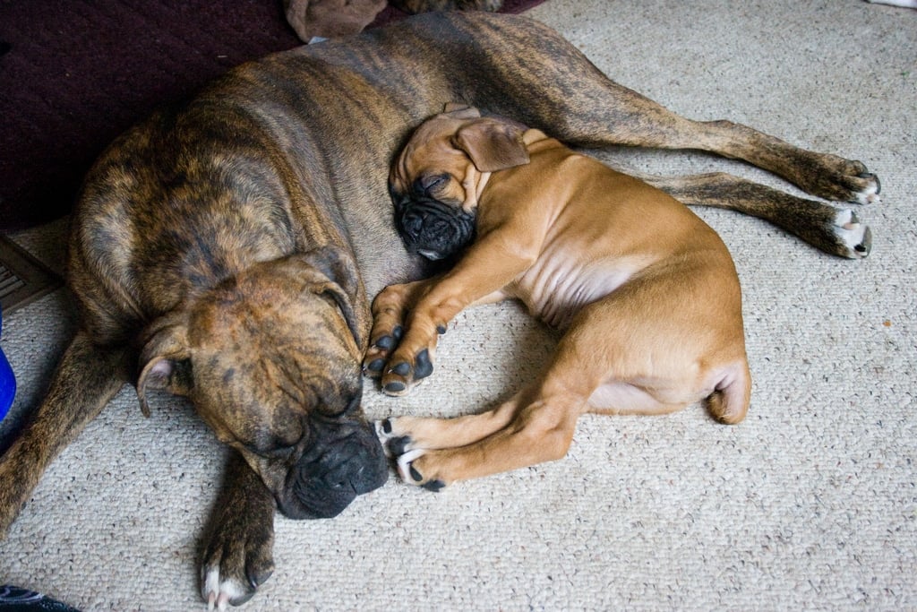 estoy de acuerdo Secretario collar Cuánto dura el embarazo de un perro? | The Dog People by Rover.com