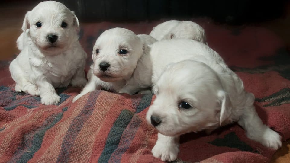estoy de acuerdo Secretario collar Cuánto dura el embarazo de un perro? | The Dog People by Rover.com