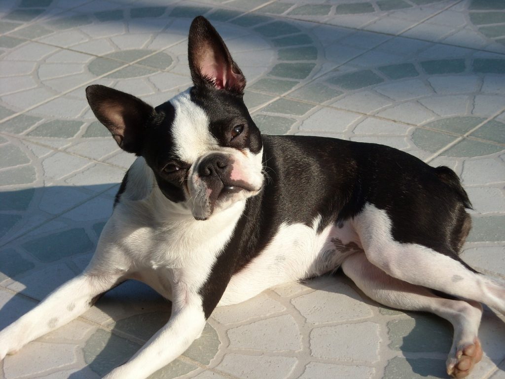 boston terrier flat