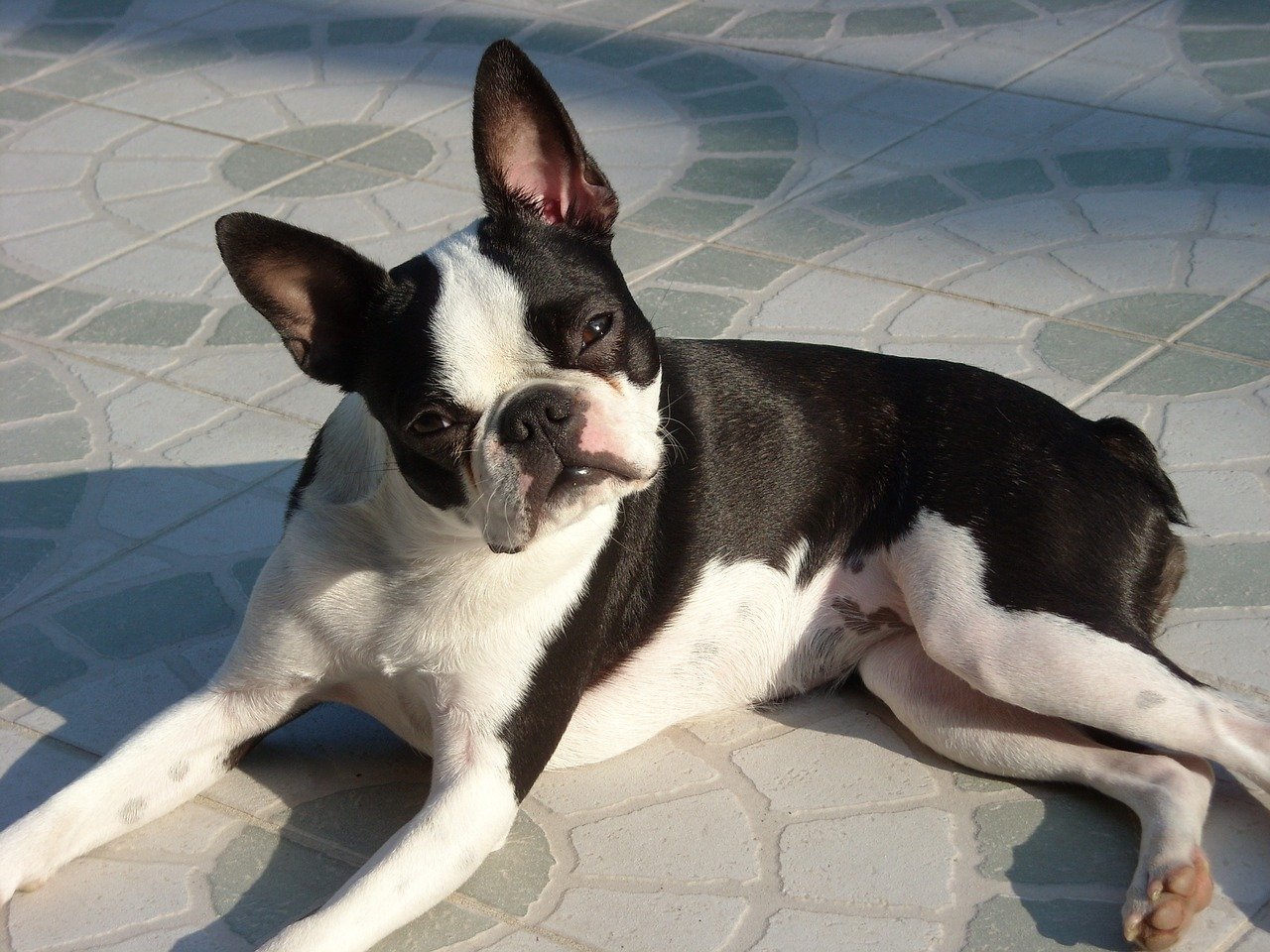 Boston Terrier Guide: The Essentials Facts on America's Favorite ...