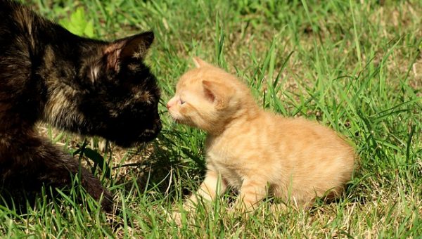 Cat and Kitten- Pixabay