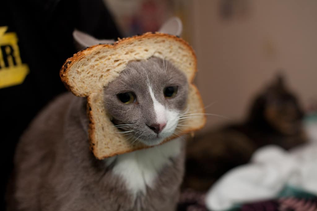 Why Is My Cat Such a Bread Bandit? Here 