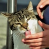A cat licking a human hand