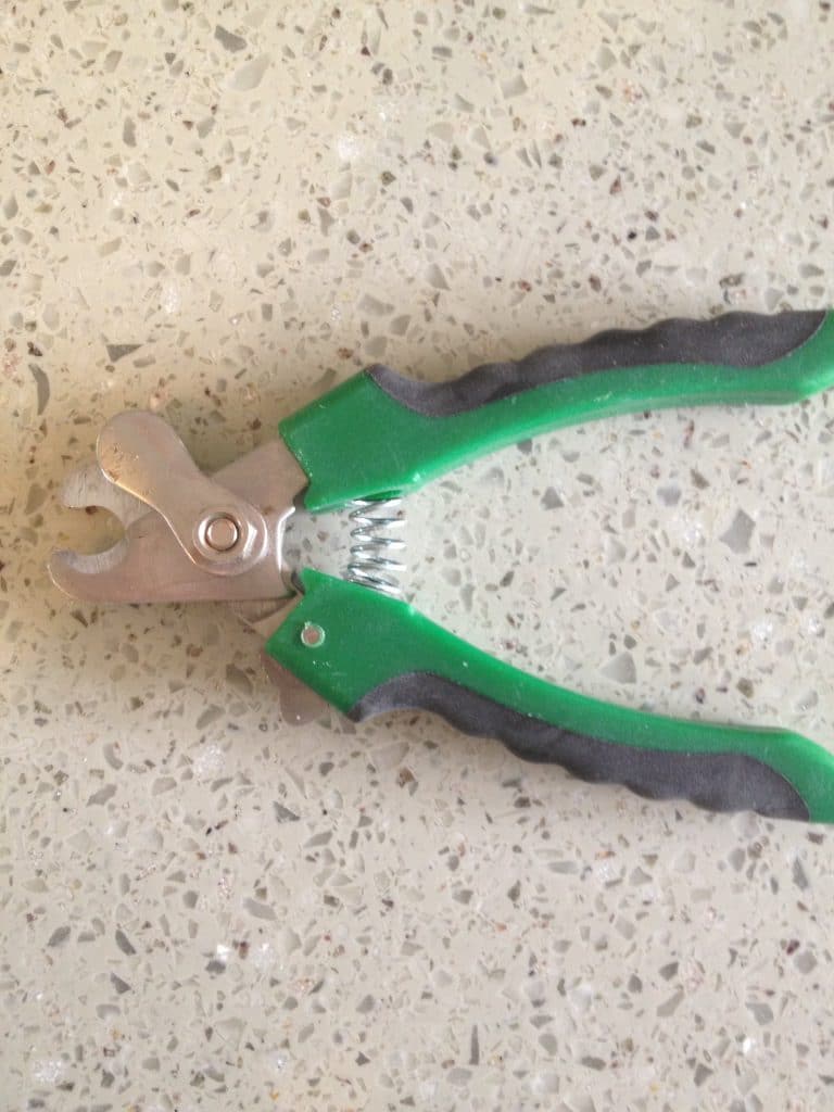 How to Clip Cat Nails Tools, Steps and Helpful Tips