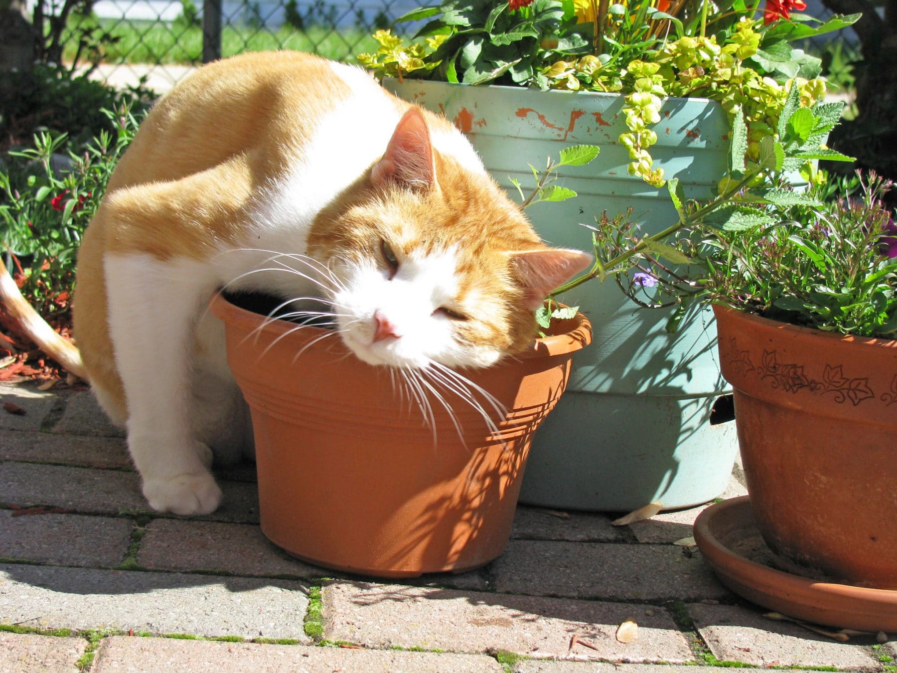 Can Cats Eat Catnip Here s What You Should Know About The Herb