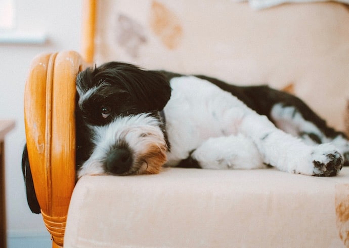 chien fatigué