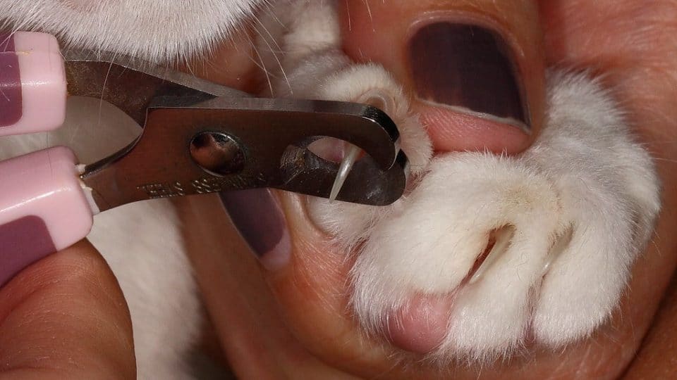 cutting cat's nails with human clippers