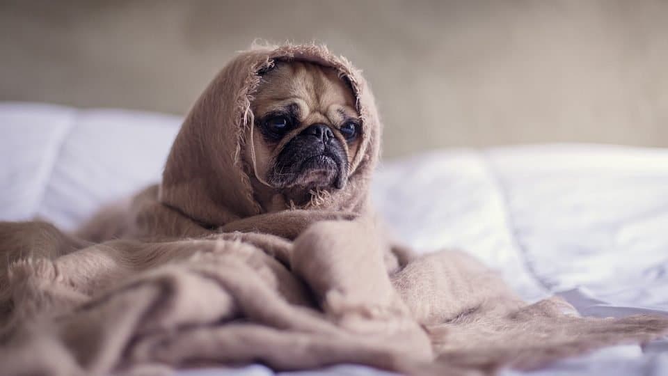 Está mi perro resfriado? Cómo saberlo y qué hacer | The Dog People by  Rover.com