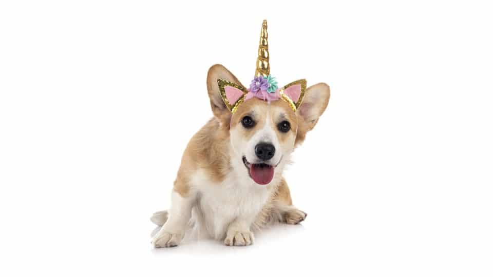 corgi puppy wearing unicorn headgear costume