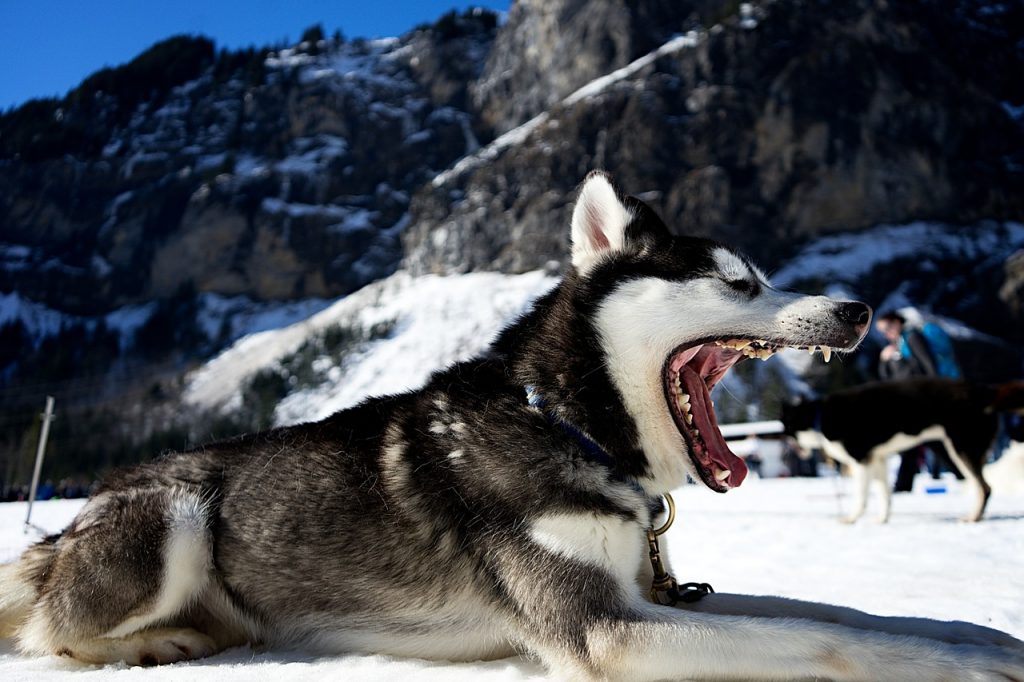 Husky- Pixabay