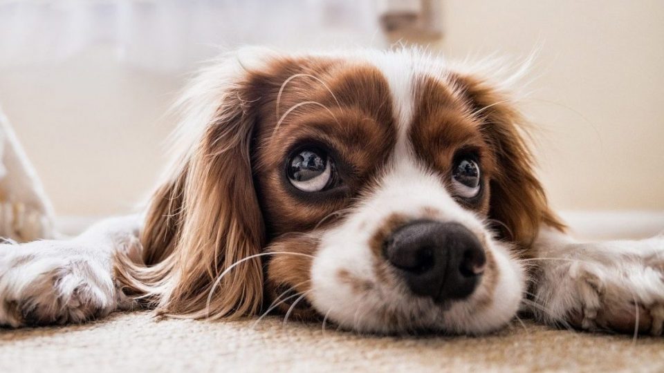 Dog pee smell out of carpet cover image