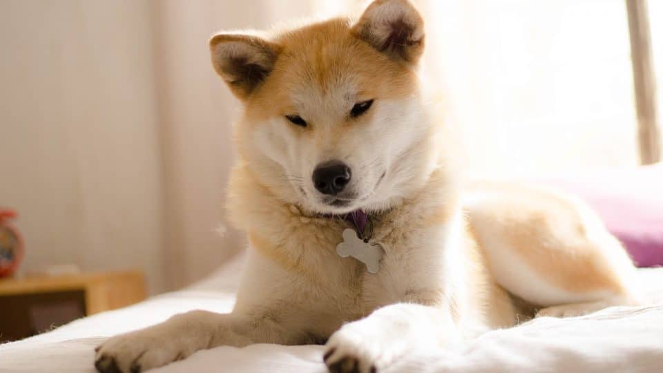 The Best Japanese Dog Names For 2019 With Meanings And Popularity