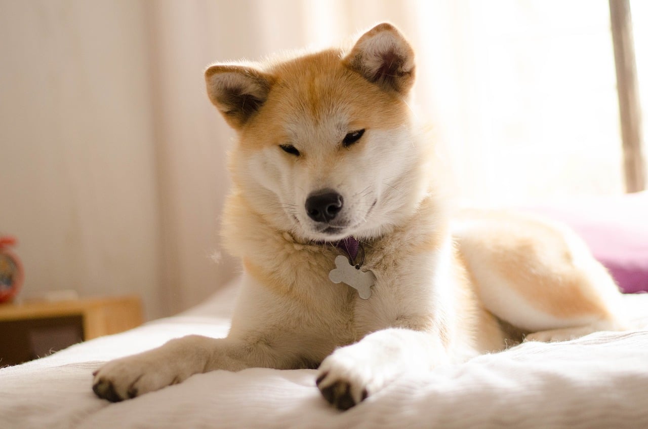 The Best Japanese Dog Names with Meanings and Popularity