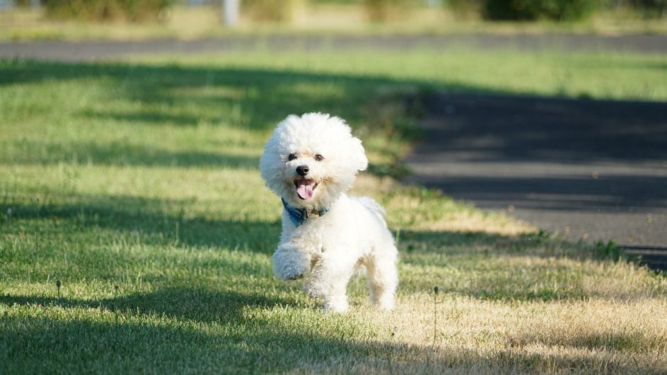 Bichon Frise Guide All The Facts You Need About The World S