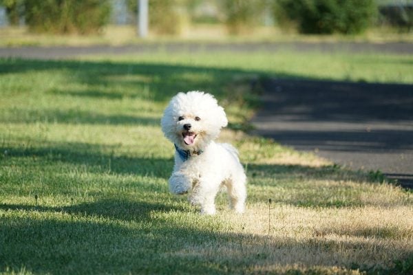 Bichon Frise running through grass