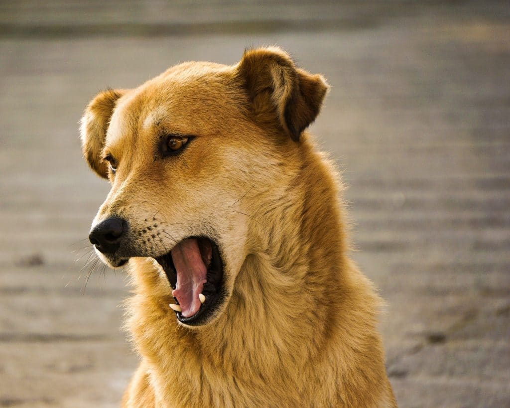 yellow dog yawning
