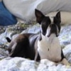 A Boston terrier relaxes on a cozy bed