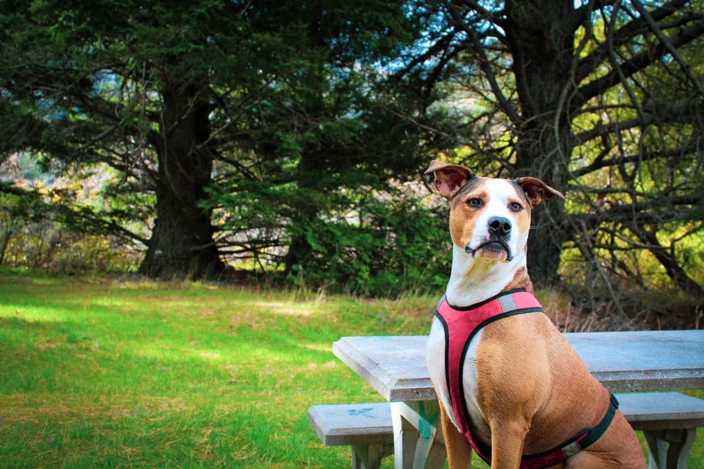 A brown and white dog in a harness sits next to a picnic table at a park