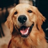 A smiling golden retriever