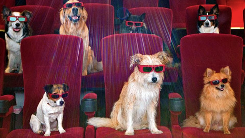 Permanecer de pié Modernización menta 22 películas de perros que te llenarán de amor | The Dog People by Rover.com